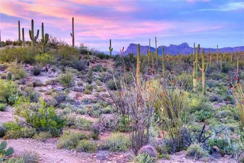 Закат в национальном парке Сагуаро недалеко от Тусона, Аризона
