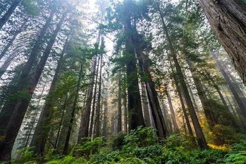 Национальный парк Редвудс