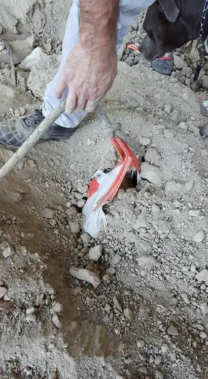 Парижская собака-4