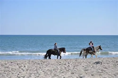 Верховая езда на Миртл-Бич