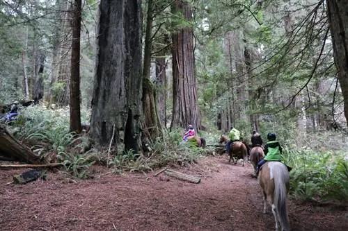 Верховая езда в Редвуд-Крик