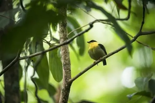 Манакин с золотым воротником, Тихоокеанское побережье