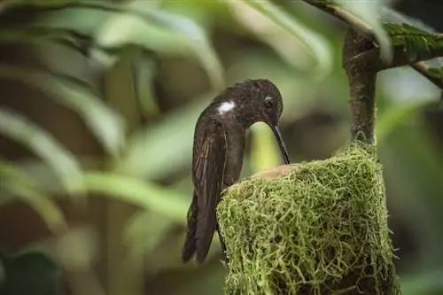 Коричневый колибри инков, Анды, Эндемик, Самка