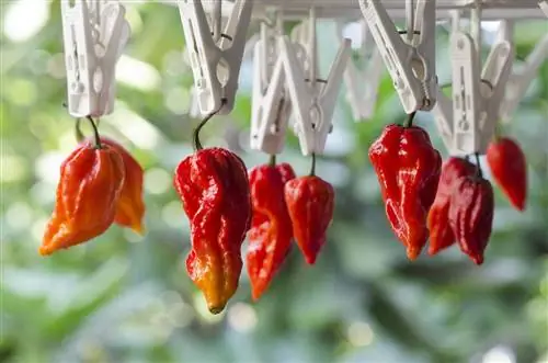 Bhut Jolokia Red Chili Peppers, висящий на ножницах, список острых перцев