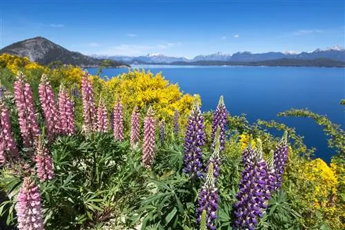 Вилла Ла Ангостура, озеро Науэль Уапи, Патагония, Аргентина