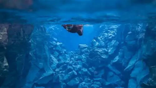 сильфра-дайвинг - ныряльщик над трещиной