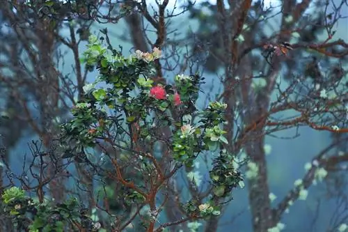 Красивые деревья растут из вулканического ландшафта в Национальном парке Гавайских вулканов, прекрасном месте для пеших прогулок на Гавайях.