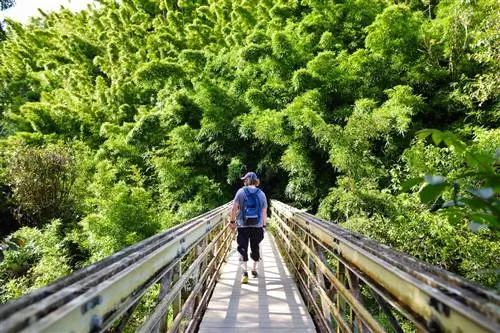 Турист идет по тропе через густой бамбуковый лес, ведущей к знаменитому водопаду Ваймоку на Гавайях.