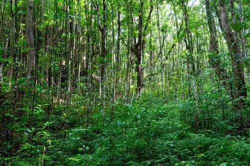 Тропа джунглей на острове Оаху идеально подходит для начинающих туристов.