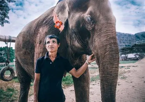 Вдохновение из природного парка слонов в Таиланде
