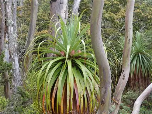 Пандани (Richea Pandanifolia) на природной прогулке Пандани-Гроув, национальный парк Маунт-Филд, Тасмания, Австралия