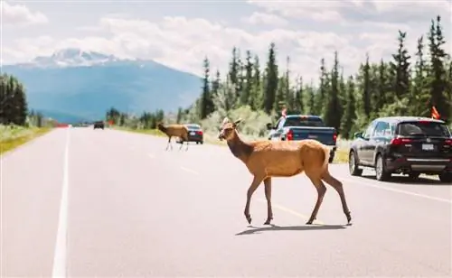 Воспоминания фотографа о моментах из Канады: фоторепортаж