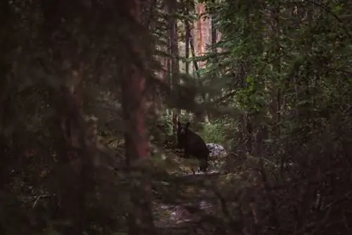 Воспоминания фотографа о моментах из Канады: фоторепортаж