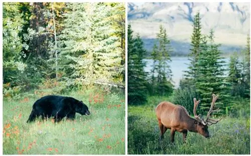 Воспоминания фотографа о моментах из Канады: фоторепортаж