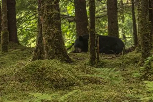 Вот 9 вещей, которые нужно сделать в Джуно, Аляска.