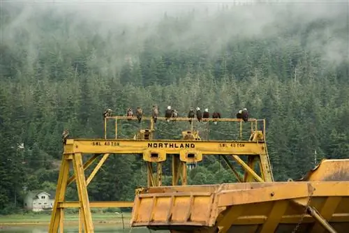 Вот 9 вещей, которые нужно сделать в Джуно, Аляска.