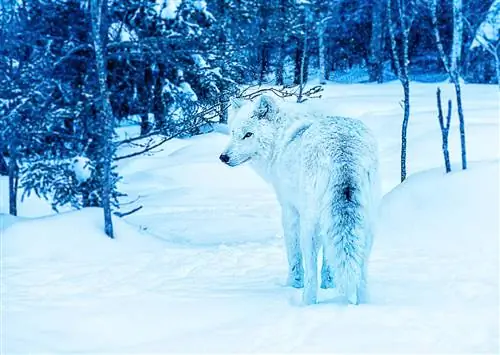 11 незабываемых зимних впечатлений в регионе Сагеней в Квебеке