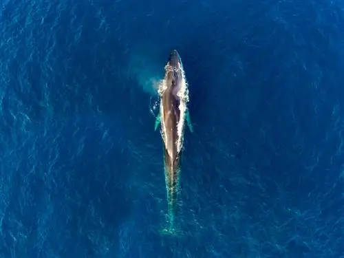 Наука показывает, что морские млекопитающие ненавидят дроны, так что давайте завязываем