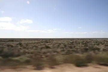 куст