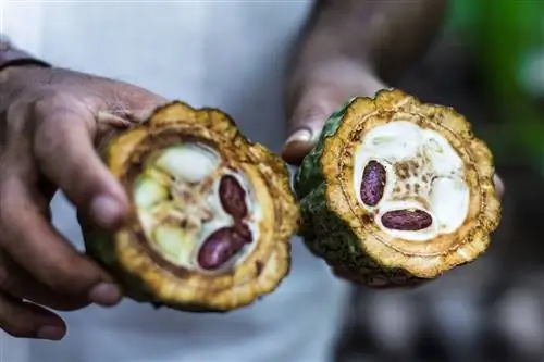 Какао