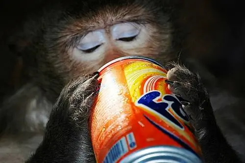 Обезьяна пьет фанту, Пномпень, Камбоджа