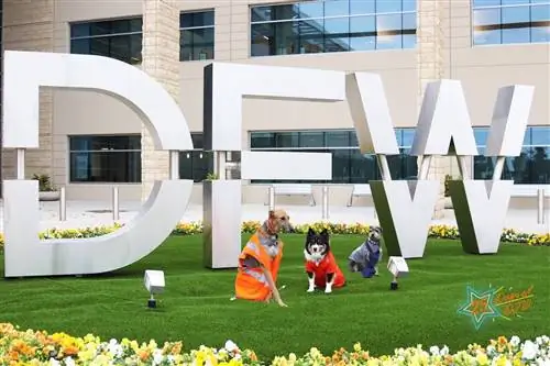 Собаки в аэропорту DFW