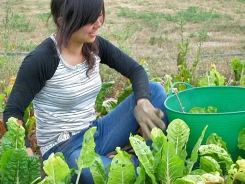 Руководство для новичков в WWOOF-Ing