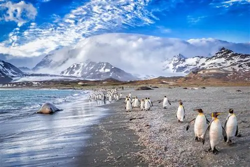 Сент-Эндрюс-Бей на Южной Георгии