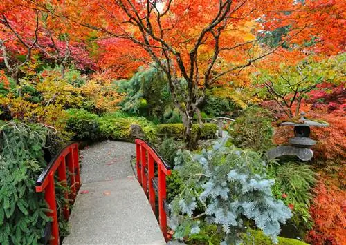 Остров Ванкувер - самое свежее место для наблюдения за осенними листьями