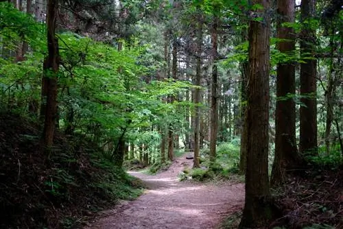 Пешеходная дорожка на знаменитой тропе Накасэндо