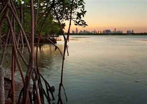 Посадка мангровых зарослей может спасти Майами от климатического апокалипсиса