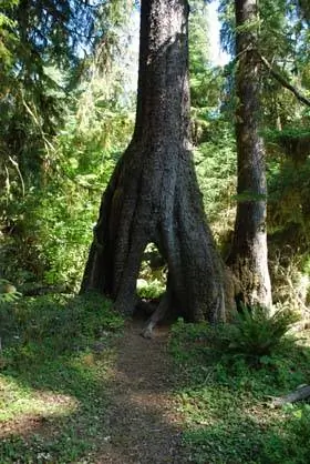 Ситхинская ель