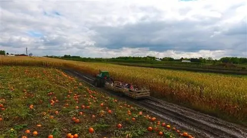 Ферма Сигела Коттонвуд в Иллинойсе - одна из лучших тыквенных ферм в США.