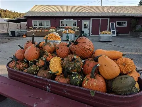 Корыто с тыквами возле магазина тыквенных грядок Craven Farm.