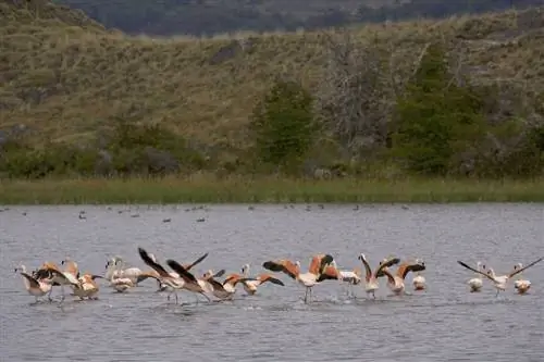 Фламинго в верховьях Айсена находятся под угрозой из-за проекта плотины Хидроайсен