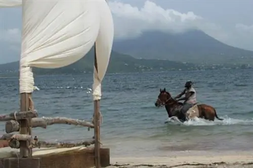 5 мест, где можно поесть на Сент-Китс