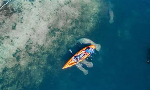 После того, как вы поплаваете с ламантинами, вот что еще можно сделать в Кристальной реке
