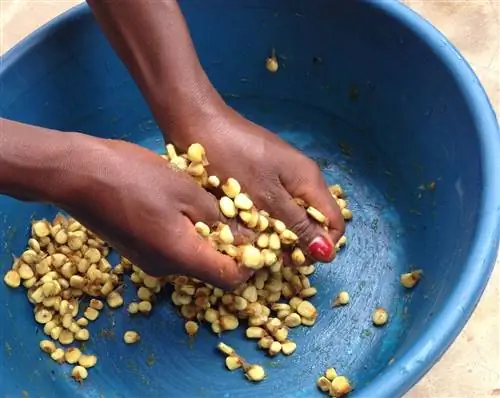 Makande моет кукурузу