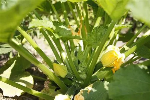 8 августа - Национальный день кабачков