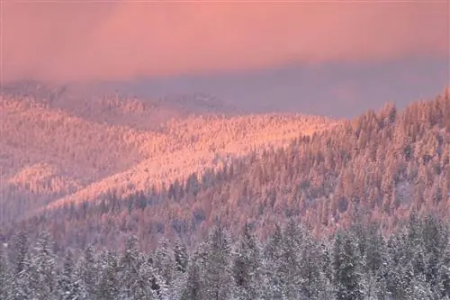 Восход солнца над заснеженными деревьями в Национальном лесу Колвилл.
