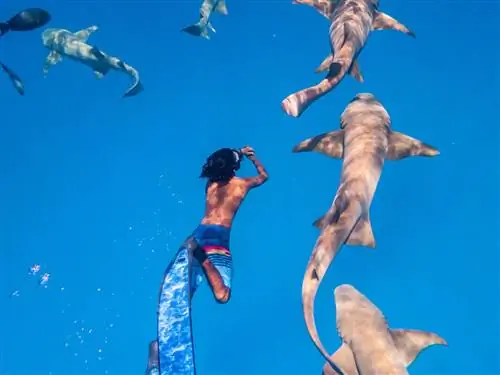 Лучшие развлечения на Мальдивах, сочетающие в себе роскошь и дикую природу