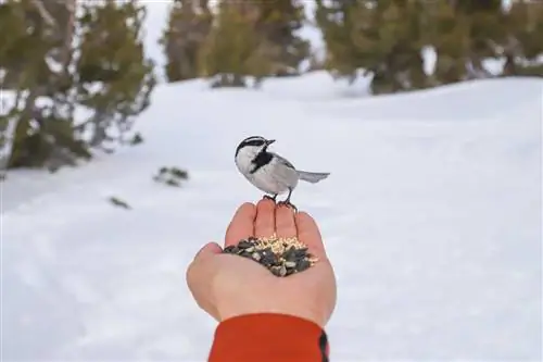 наблюдение за птицами в Норт-Лейк-Тахо