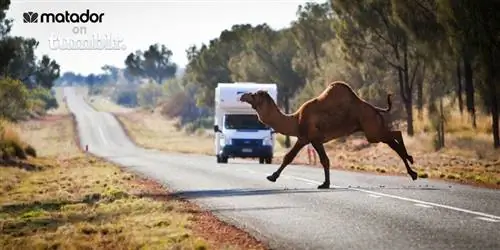 Матадор теперь на Tumblr