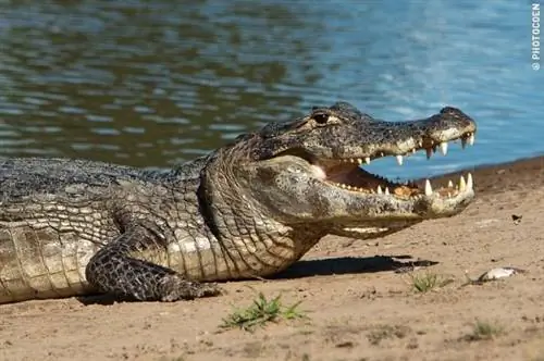 Пантанал, Бразилия