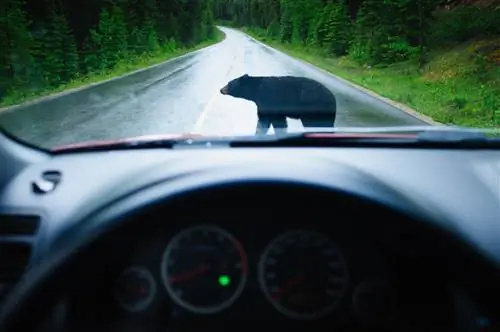 Фоторепортаж: По дороге из Банфа в Джаспер