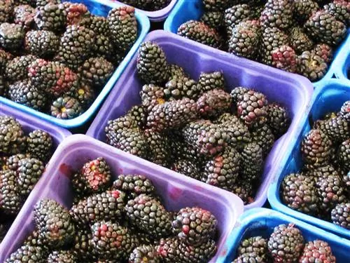 Субботнее утро, пастбище на фермерском рынке Old Strathcona, Эдмонтон