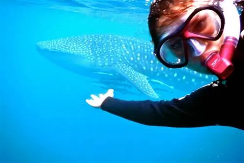 Слово о плавании с китовыми акулами