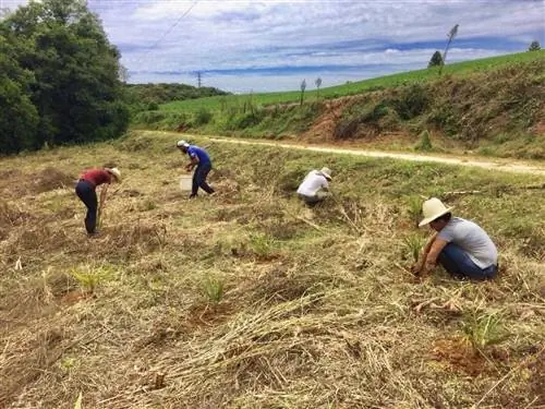 В Бразилии сажать деревья, чтобы спасти планету, очень, очень сложно