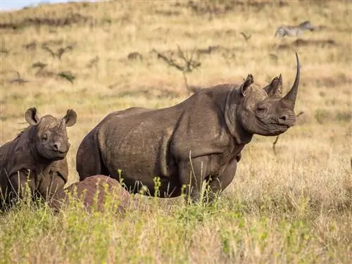 Эта пандемия уничтожит дикую природу Африки, если мы не сплотимся прямо сейчас