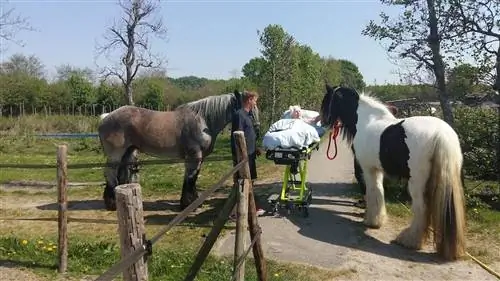 Скорая помощь Stichting Wens доставляет больных людей в места, которые они хотят посетить, прежде чем они умрут